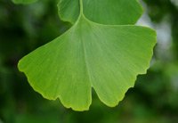 Gingko Biloba